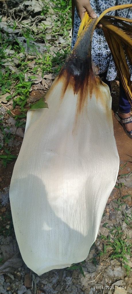 Industrial Assessment of Areca Leaf Plate Manufacturing