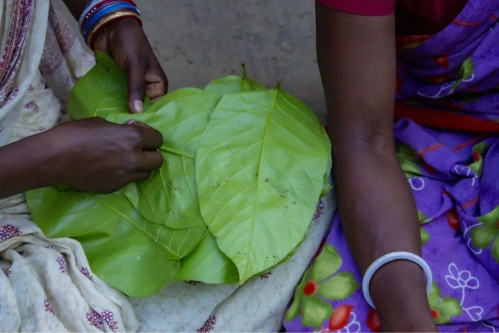 Stitching siali leaves