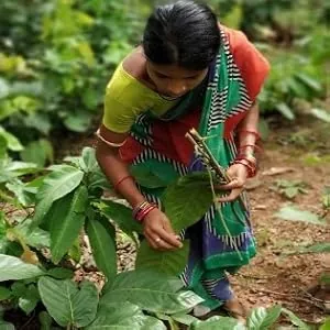 Harvesting Wild Siali Leaves